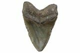 Fossil Megalodon Tooth - North Carolina #381345-2